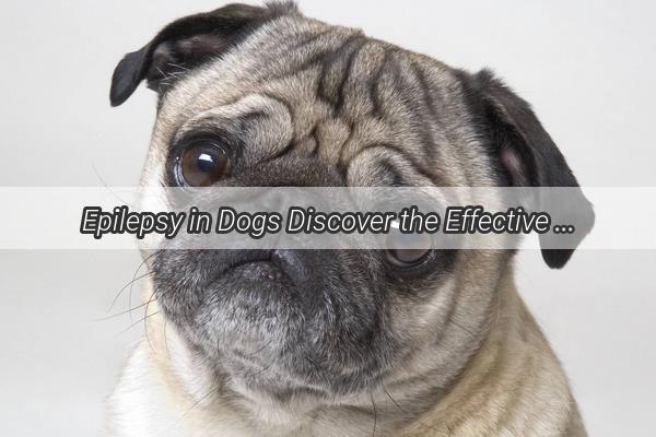 Epilepsy in Dogs Discover the Effective Medications That Can Make a Real Difference